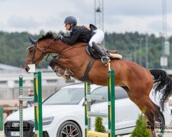 Pferd Caritza Oceanhill (Schwedisches Warmblut, 2009, von VDL Cardento 933)