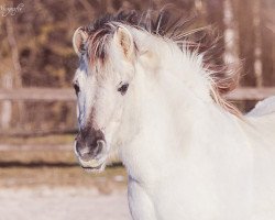 broodmare Thora (Fjord Horse, 1993, from Tyran)