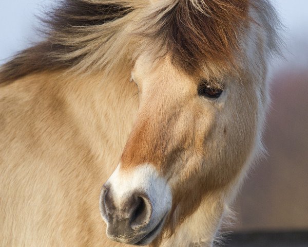 horse Karim (Fjord Horse, 1996, from Karino)