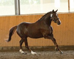 dressage horse Jarva (Deutsches Reitpony, 2008, from Benetton S)