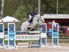 horse Cooper Oceanhill (Swedish Warmblood, 2008, from VDL Cardento 933)