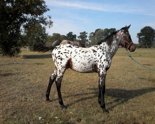 Pferd Talizman (Polnisches Pony, 2015, von Dyrektor)