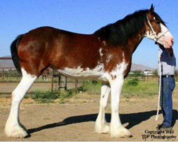 horse Chadeau Mountain Lady Victoria (Clydesdale, 2008, from Doura Above All)