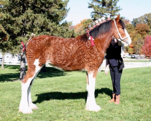 Zuchtstute Chadeau Mountain Sensational Reign (Clydesdale, 2009, von Robyncroft Perfect Son)