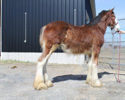 Deckhengst Karvelton Crown Royal (Clydesdale, 2016, von Schuler Farms Striker's Saint Michael)