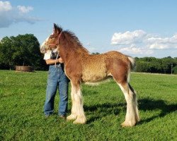 Pferd Chadeau Mountain Buchanan (Clydesdale, 2019, von Karvelton Crown Royal)