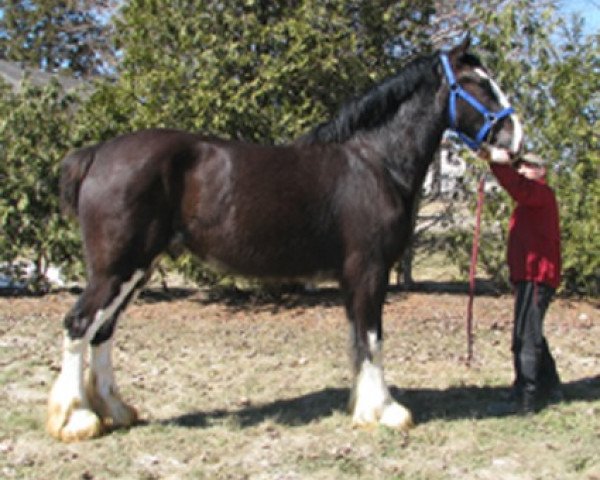 horse Cey's Turbo (Clydesdale, 2016, from Hidden Valley Master Emerson)