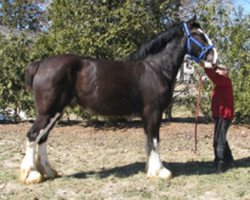 Pferd Cey's Turbo (Clydesdale, 2016, von Hidden Valley Master Emerson)