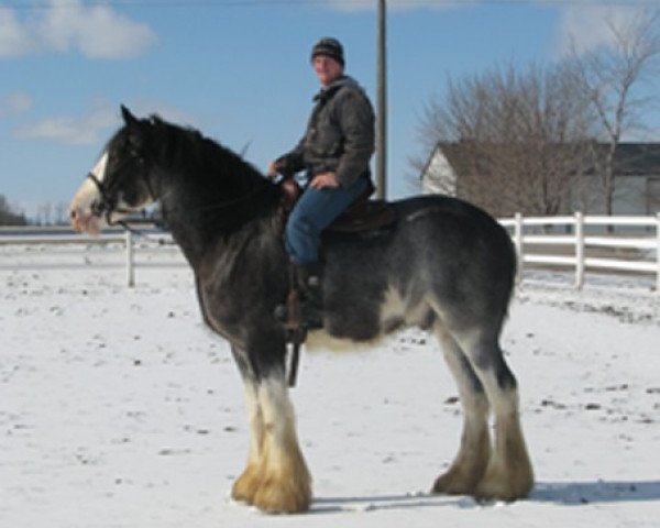 horse Cey's Rennie (Clydesdale, 2016, from Renaissance Prince Avery)