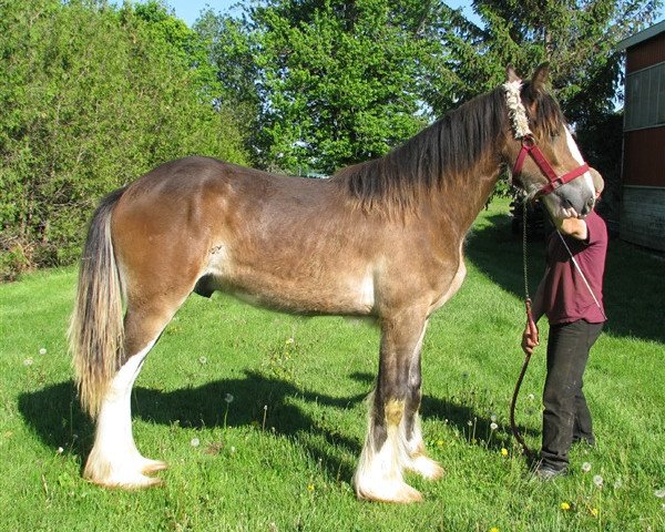 Pferd Cey's Jesse (Clydesdale, 2018, von Somewhere Doc's Black Jack)