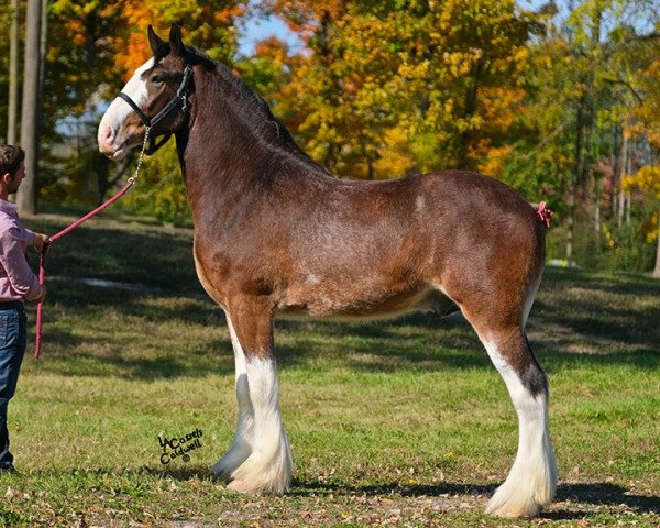 Pferd Cey's Firestone (Clydesdale, 2016, von Willow Way Firestone)