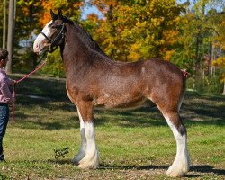 horse Cey's Firestone (Clydesdale, 2016, from Willow Way Firestone)