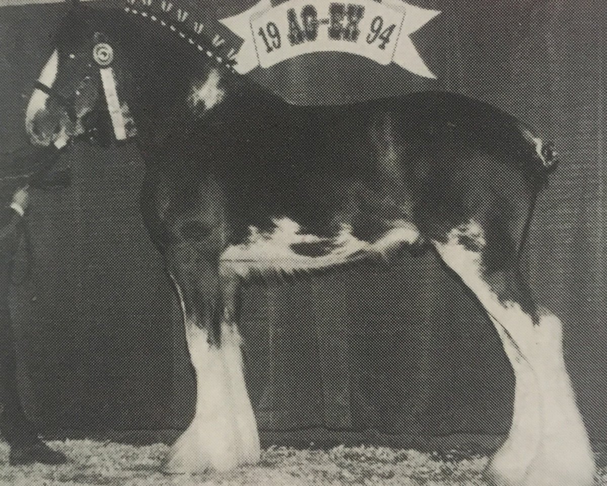 stallion Weidmen's View Sebastien (Clydesdale, 1993, from Solomon's Royal)