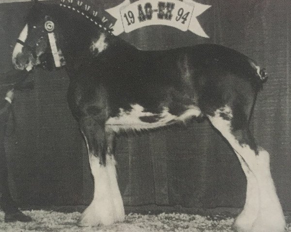 stallion Weidmen's View Sebastien (Clydesdale, 1993, from Solomon's Royal)