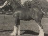 stallion Westedge Hiawatha Hugh (Clydesdale, 1997, from Doura Sensation)