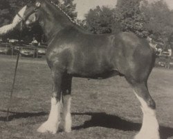 Deckhengst Westedge Hiawatha Hugh (Clydesdale, 1997, von Doura Sensation)