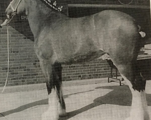 Zuchtstute Westedge Finessa (Clydesdale, 1995, von Ayton Final Command)