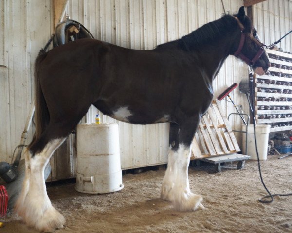 horse Cey's Carolyne (Clydesdale, 2016, from Grandview Justin's Usher)