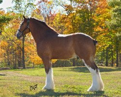 horse Carson's Impressor (Clydesdale, 2016, from Alamar L.S. Lightning)