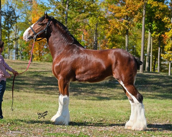 Pferd Calico Meistro (Clydesdale, 2015, von Calico Great Galaxy)