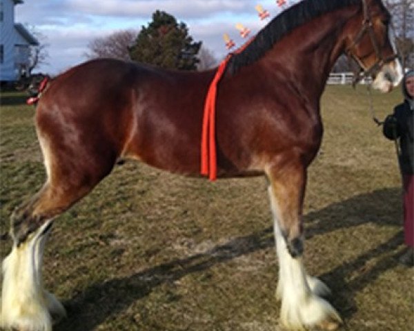 Pferd Bonnies Royal Houston (Clydesdale, 2017, von Willow Way Houston)