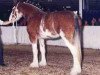 broodmare Westerdale Judy (Clydesdale, 1985, from Clydeslea Millisle Venture)