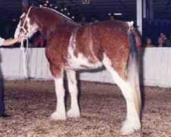 Zuchtstute Westerdale Judy (Clydesdale, 1985, von Clydeslea Millisle Venture)