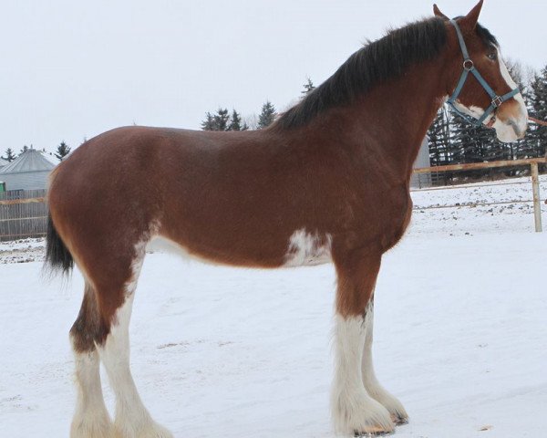 broodmare Westerdale Jubilee Sage (Clydesdale, 2009, from Boat Legend Jubilee)