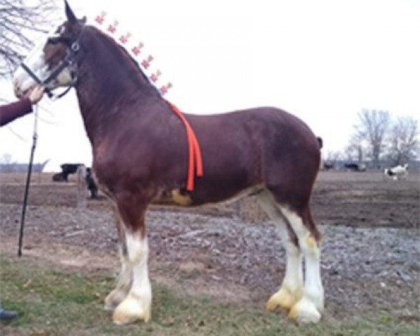 Pferd Berkshire Royal Scot (Clydesdale, 2017, von Copper Hill's Master Bentley)