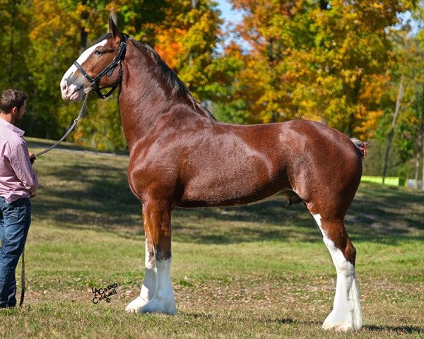 horse Big Shoe Benedictine (Clydesdale, 2015, from Alamar L.S. Casey)