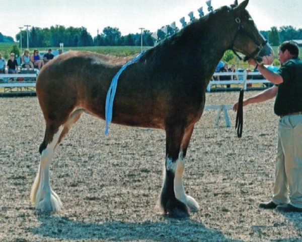 horse Baird's Maitland River Phoebe (Clydesdale, 2016, from Willow Way Keenan)