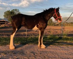 Pferd Cey's Becky (Clydesdale, 2017, von Sandy Ridge Enforcer)