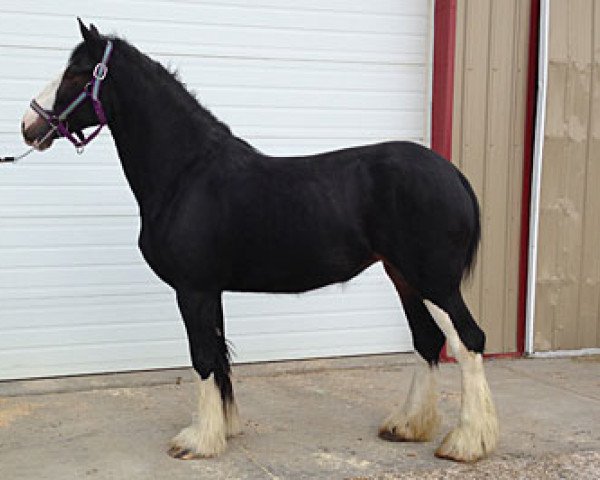 broodmare Millbank Acres Classy Susie (Clydesdale, 2010, from Donegal Double Dot Big Ben)