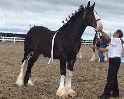 horse Cey's Susie (Clydesdale, 2016, from Amethyst Hayden)