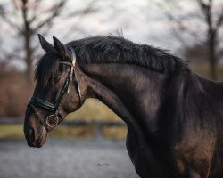 dressage horse Ti Little Leo (German Sport Horse, 2013, from Le Castell)