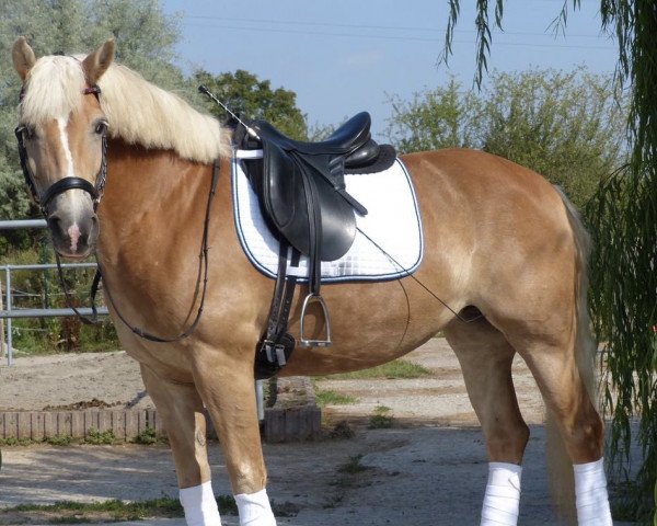 dressage horse Minou 119 (Haflinger, 2007)