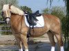 Dressurpferd Minou 119 (Haflinger, 2007)