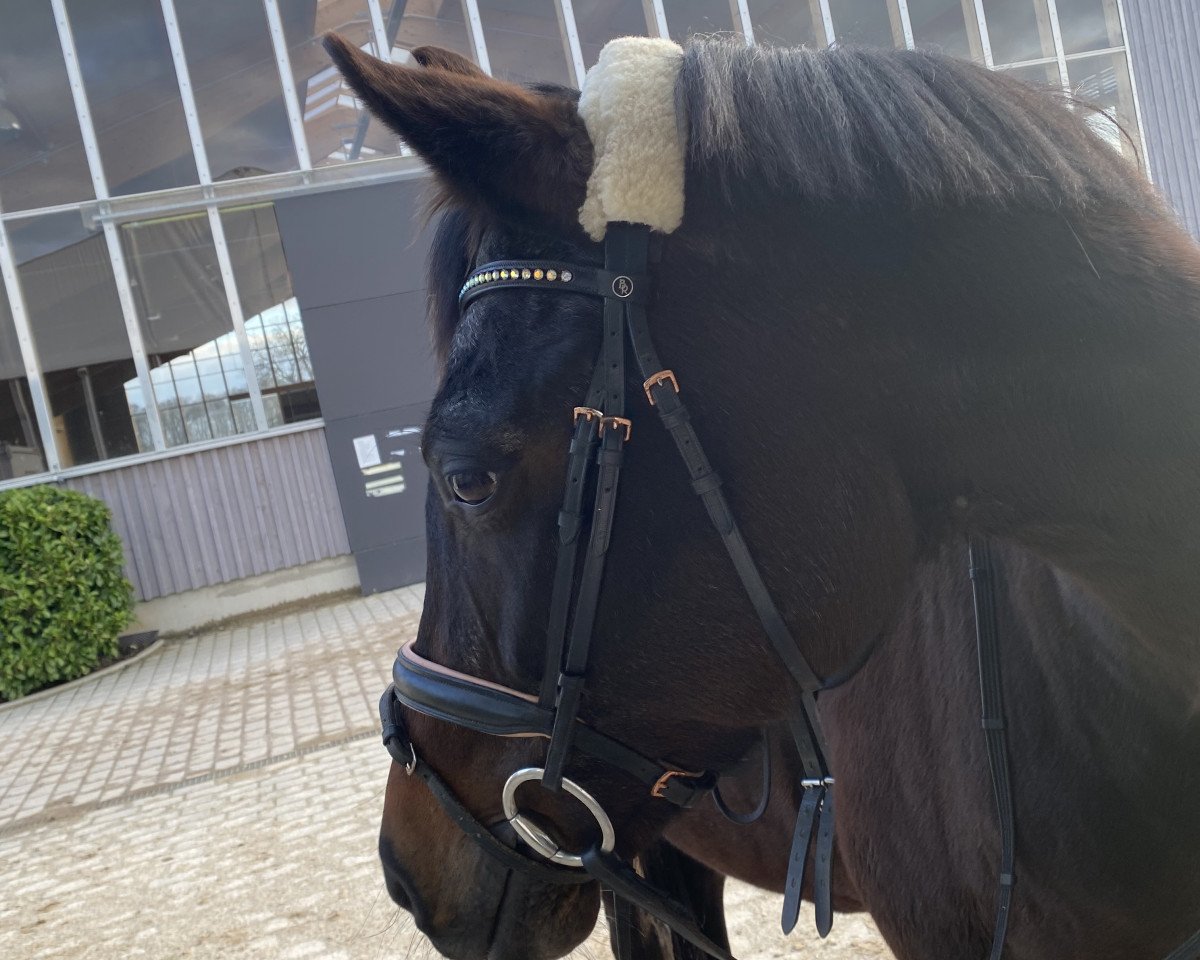 broodmare Dea 25 (Württemberger, 2003, from Day Dream)