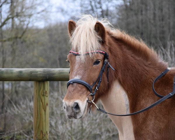 horse Grimnir fra Toarps Sjogard (Iceland Horse, 2005, from Hrammur fra Akureyri)