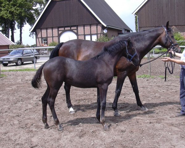 broodmare Baghira (Westphalian, 1992, from Bormio xx)