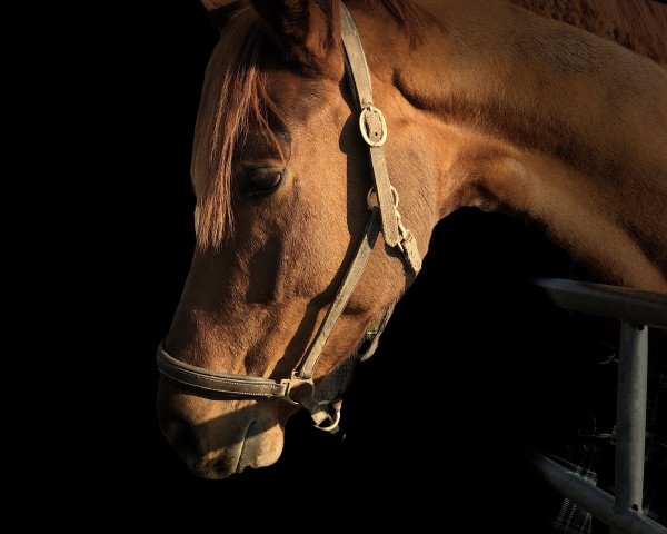 dressage horse Ferragamo Hj (German Sport Horse, 2016, from Tannenhof's Fahrenheit)