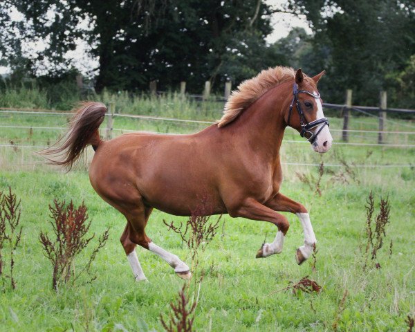 horse Germanys next Ladykiller (German Riding Pony, 2009, from Ghabri Shamal ox)