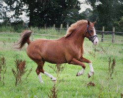 Springpferd Germanys next Ladykiller (Deutsches Reitpony, 2009, von Ghabri Shamal 2004 ox)