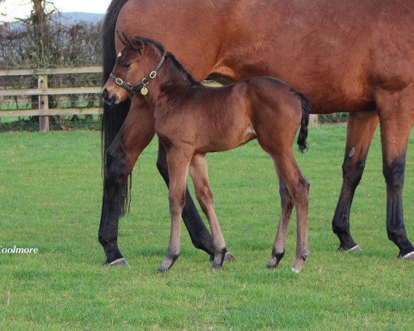 horse Stute von U S Navy Flag xx (Thoroughbred, 2020, from U S Navy Flag xx)