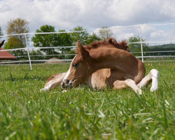 dressage horse PVH Wolke Sieben (German Riding Pony, 2019, from The Braes My Mobility)