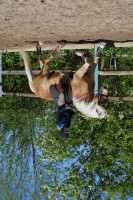 Dressurpferd Neumeister (Haflinger, 2006, von Novill)