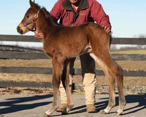 horse Stute von Speightstown xx (Thoroughbred, 2020, from Speightstown xx)