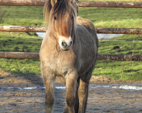 horse Ragnar (Fjord Horse, 2014, from Resen N.2673)