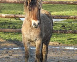 horse Ragnar (Fjord Horse, 2014, from Resen N.2673)