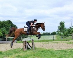 dressage horse Dragonheart K (Westphalian, 2009, from Del Cento)